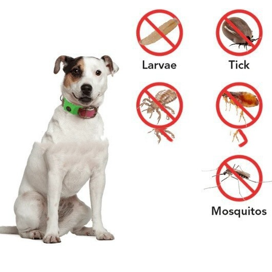 Flea & Tick Prevention Collar