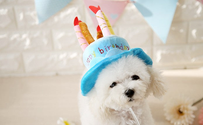Feline Celebration Cake Hat