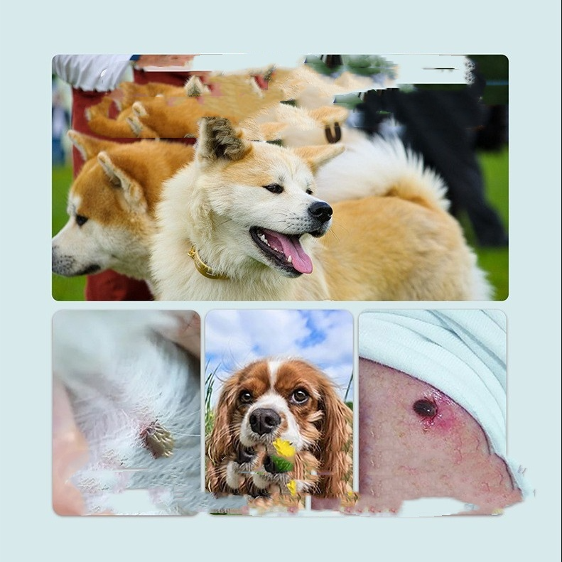 Flea & Tick Prevention Collar