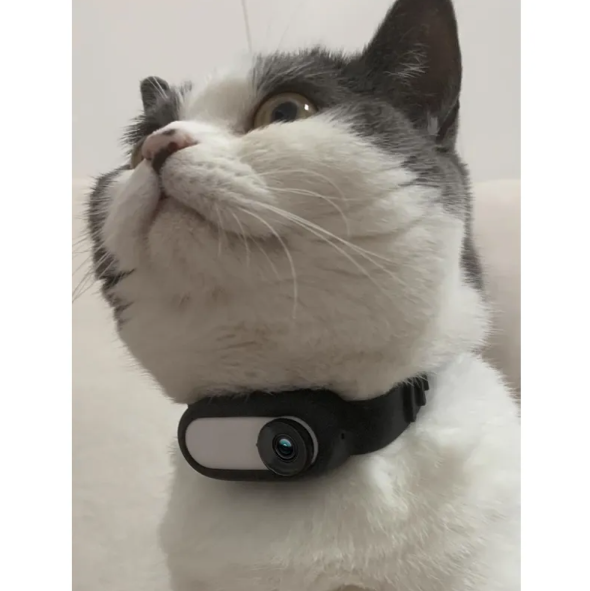 Pet View Cam Collar