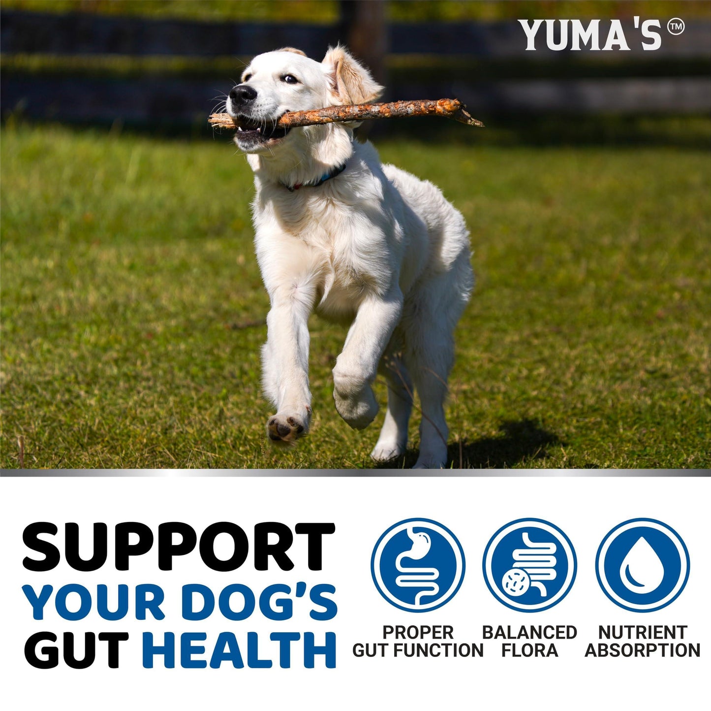 Healthy Gut Dog Probiotic Chews